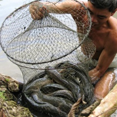 Trà Vinh: Cá lóc nuôi tuột nhớt tràn lan do nước mặn
